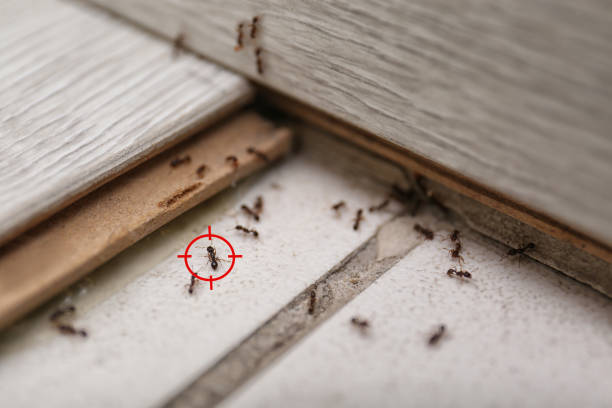 Best Commercial Pest Control Services  in Owings Mills, MD