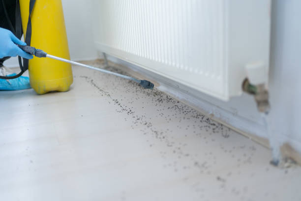 Wasp Removal Services in Owings Mills, MD