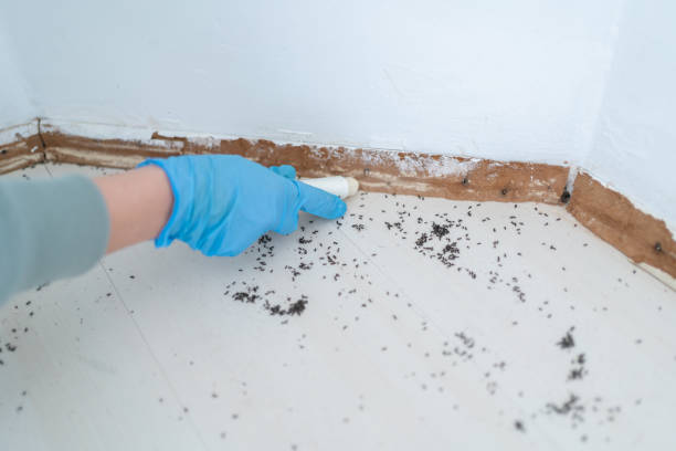 Reliable Owings Mills, MD Pest Control Solutions